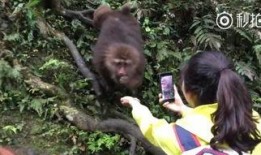 猴子视频爆料网站入口在线观看,独家入口带你在线观看最新爆料内容